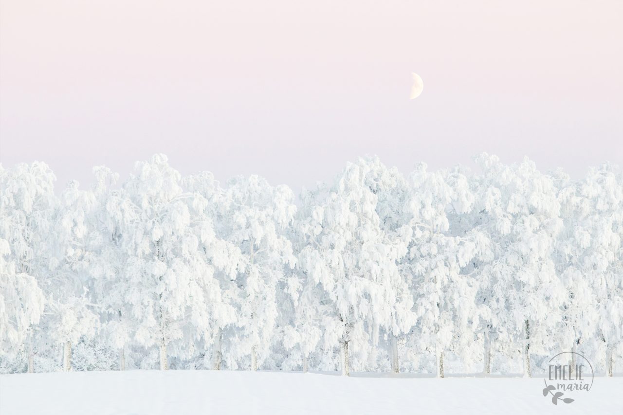 Beautiful winter photo of trees covered in snow with a pink sky and a half moon above. 