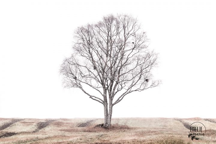 Det ensamma trädet